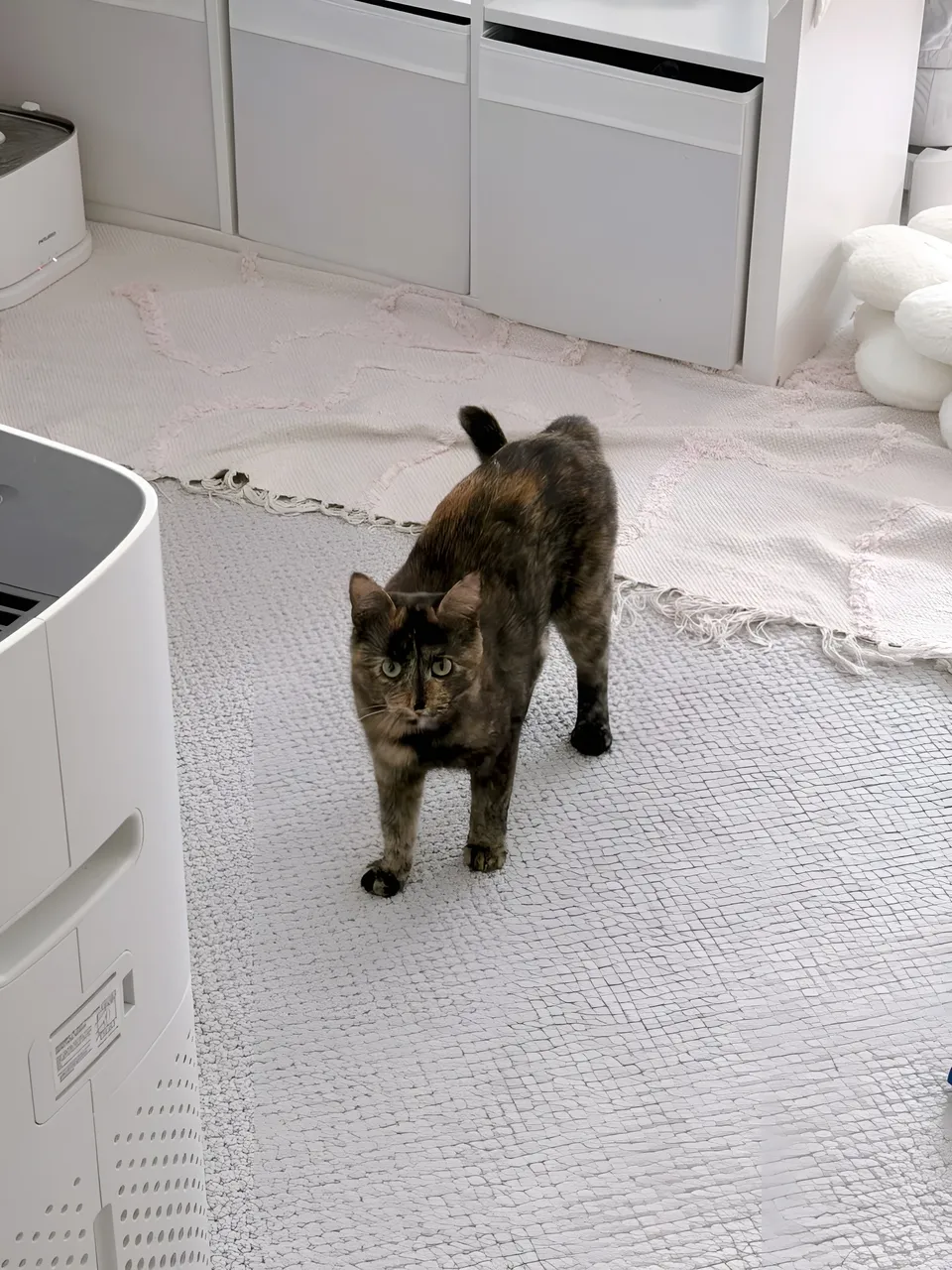Mina Hartley — Torpedo-patterned cat stands on white textured rug indoors